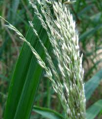 Image result for Digitaria compressa