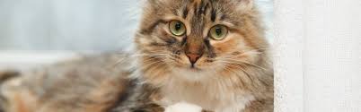 But, for cat allergies, you need to be specific. 11 Tips For Looking After Long Haired Cats Cat S Best
