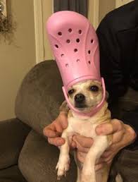 Part of a series on crocs. Crocs Dog Cheaper Than Retail Price Buy Clothing Accessories And Lifestyle Products For Women Men