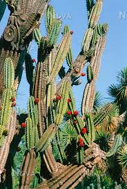 Image result for Cereus jamacaru