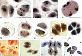 Image result for Cleome polyanthera