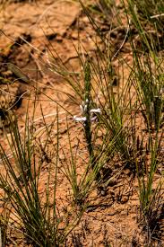 Image result for Basananthe sandersonii