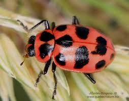 Image result for Brownleea maculata