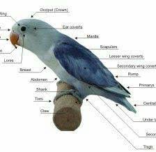 Maybe you would like to learn more about one of these? Sable The Phenotype Is Bird Lover African Lovebirds Facebook