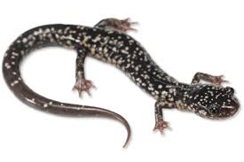 Image result for Pycnostachys orthodonta