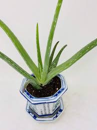 Image result for Aloe veseyi
