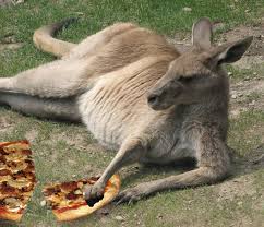 These include ordinary kangaroos, wallabies, and wallaroos. We All Eat Pizza Kangaroos Eat Pizza Kangaroos Get Much Of The