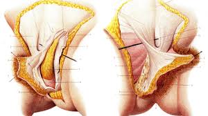Die äußeren geschlechtsorgane werden auch als vulva (scham) bezeichnet. Weibliche Geschlechtsorgane Das Sind Die Inneren Und Ausseren Organe Focus De