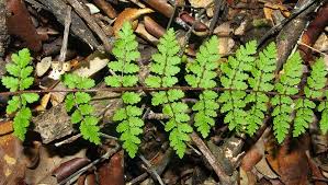 Image result for Cheilanthes