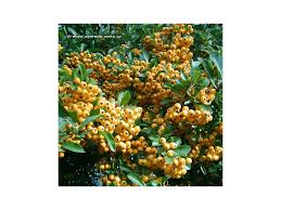 Image result for Pyracantha coccinea soleil d'or