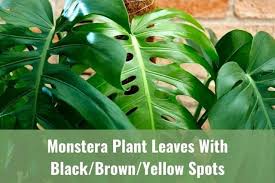 We did not find results for: Monstera Swiss Cheese Plant Leaves With Black Brown Yellow Spots Ready To Diy