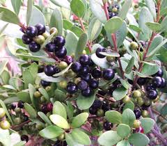 Image result for Euclea undulata