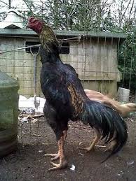 Fertile Bird Eggs For Sale In India Pets Free Classifieds Online Pets Auctions Pet Chickens Chicken Breeds Chickens And Roosters