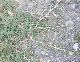 Image result for Cynodon incompletus