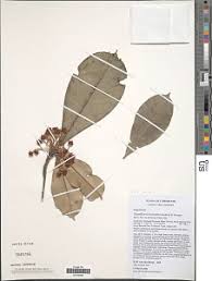 Image result for Manilkara koechlinii