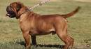 OEB Home - Rocky Mountain Bulldogges