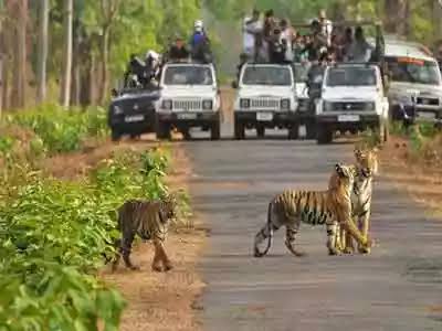 Kanha & Bandhavgarh National Parks