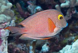 Image result for Oxyanthus strigosus
