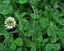 We have about (1,887) vector heart in ai, eps, cdr, svg vector illustration graphic art design format. Shamrocks And Four Leaf Clovers What S The Difference The Old Farmer S Almanac