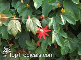 Image result for Passiflora vitifolia