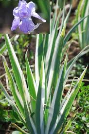 Zigzag iris (iris brevicaulis, sometimes listed as iris foliosa) has blue flowers with flaring segments carried on zigzag stems among the foliage. Pin On My Iris Gardens