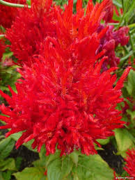 We did not find results for: Photo Dragon S Breath Arrabona Var Plumosa Flowers Garden En Com