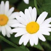 Obituary information for Arlene Rizner Kallinger