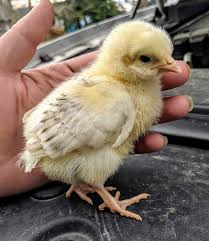 Delaware Chickens Brown Egg Layers Cackle Hatchery