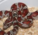 All About Corn Snakes