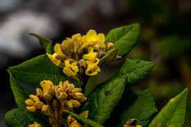 Image result for Jamesbrittenia integerrima