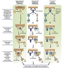 Image result for Complement Pathway