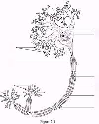 Assume these dots represent neurons, and assume that each neuron makes connections with the 10 dots on the other side of the paper. Chapter 7 The Nervous System Diagram Quizlet