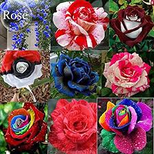 Learning the special symbolism of flowers became a likewise, a white violet meant innocence, while a purple violet said that the bouquet giver's i am looking to put two bouquets together for my mentor, and my professor to say thank you and wish. Mixed 9 Types Of Rare Rose Perennial Flowers 50 Seeds Pink Black Red Purple Chocolate Coffee Blue Rainbow Climbing E3806 Amazon Ca Patio Lawn Garden