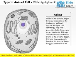 Methylene blue is often used for animal cells there are two kinds of electron microscope. A Typical Animal Cell As Seen In An Electron Microscope Medical Ima