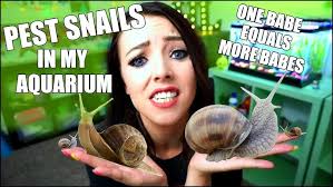 BABY SNAILS IN MY AQUARIUM!