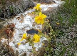 We did not find results for: Wildlife Wildflowers Yellowstone National Park Wyoming