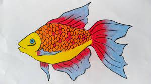 Ikan ini dapat ditempatkan di akuarium dengan berbagai ikan cupang juga tidak memerlukan alat sirkulasi udara seperti ikan lainnya. Cara Menggambar Ikan Cupang Hias Gambaryuk