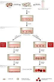 Animal cell culture is the process of culturing animal cells extracted from tissues or organs under in vitro aseptically controlled laboratory environment they are generally in suspension or only loosely adherent. Primary Cancer Cell Media