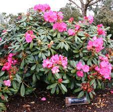 Bulletproof Rhododendrons Rhodies For Sea Coast Wind And Other Tough Conditions North Coast Gardening Rhododendron Pacific Northwest Garden Shade Plants