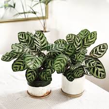 Calatheamakoyana Twinning Planters By Leafandthread Plant Decor Plants Indoor Tropical Plants