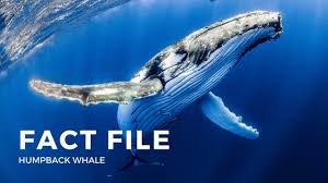 These whales are easily distinguished by the pleats or grooves along their throats. Facts About The Humpback Whale Youtube