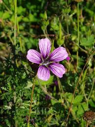 Image result for Pelargonium alchemilloides