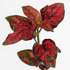 Image result for Hypoestes cancellata