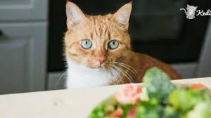 Hassas Sindirime Sahip Kedilere Ozel En Iyi 5 Kedi Mamasi Kedi Blog