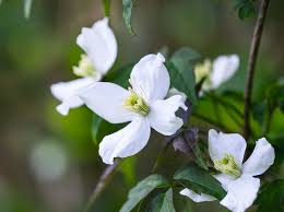 Check spelling or type a new query. The Best Clematis Montana For Small Gardens And Containers Gardens Illustrated