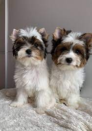 Biewer Terrier Sisters For Sale At Wuuff Biewer Yorkie Puppies Terrier Puppies