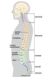 Nerves that run up and down the length of the back and transmit most messages between the body and brain. Anatomy Of Spine And Neck Anatomy Drawing Diagram