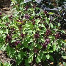 Image result for Ocimum basilicum