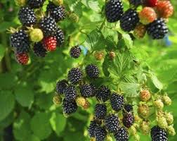 Blackberry Planting Directions Learn How To Grow Blackberries