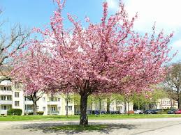 Check spelling or type a new query. Japanese Flowering Cherry Tree Seeds Prunus Serrulata